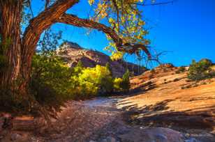 Zion Fall Color-3866.jpg